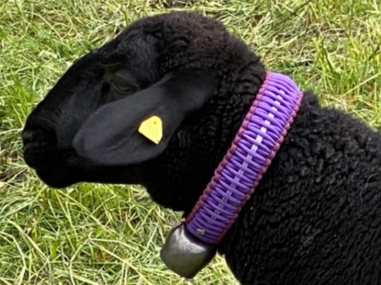 Halsband / Glockenriemen mit Glocke f. Schafe von Jolis-Shop (Neu und  originalverpackt) in Ueken fr CHF 44  mit Lieferung auf Ricardo kaufen