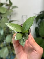 Hoya lacunosa mint ✨