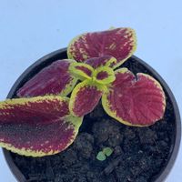 BUNTNESSEL / COLEUS ( Coleus Blumei )