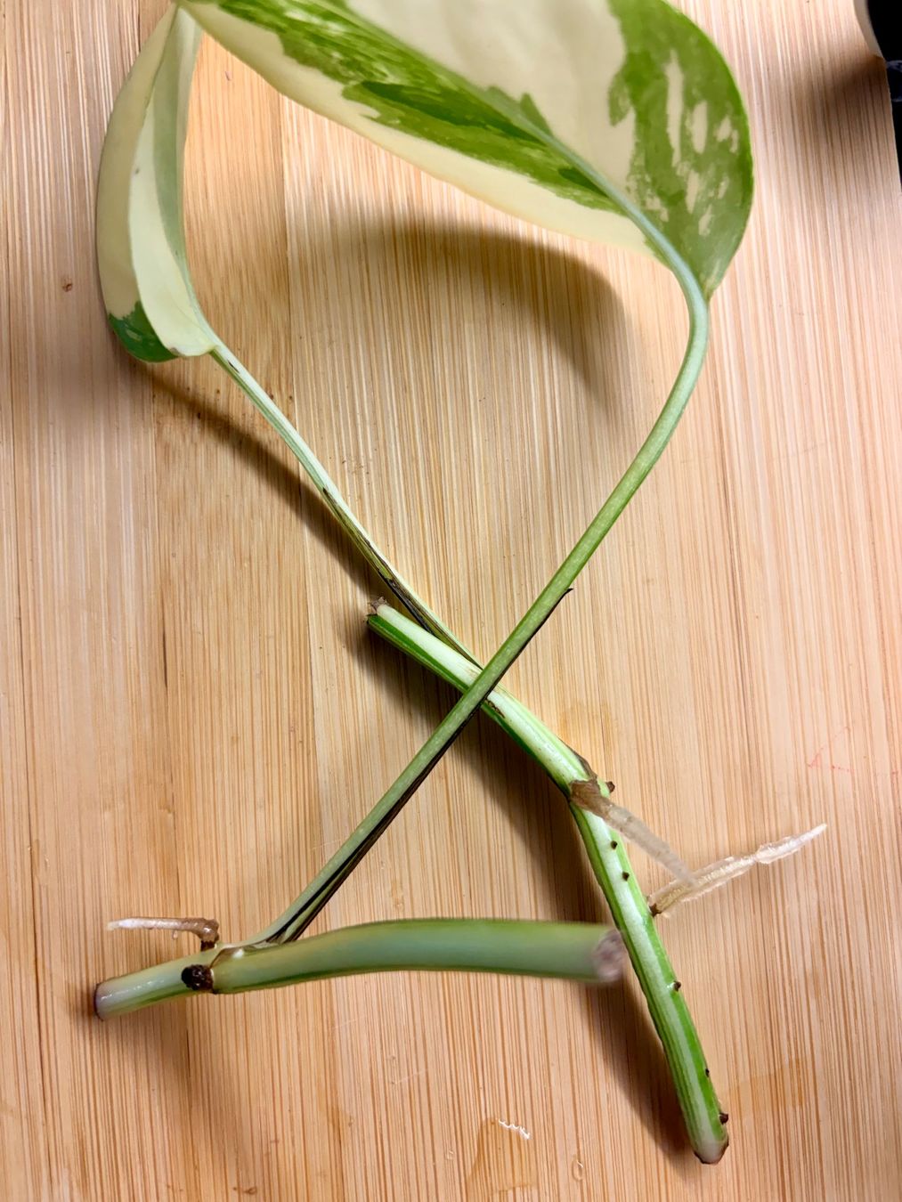Piante & sementi: Epipremnum Pinnatum Variegata – Nuovo (secondo la descrizione) da Kaiseraugst venduto da dka_b97z 2