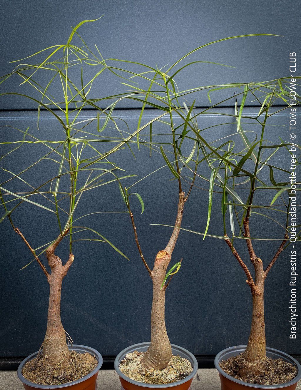 Piante & sementi: Brachychiton Rupestris - australischer Flaschenbaum – Nuovo e nell'imballaggio originale da Adliswil venduto da astom369 1