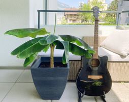 Bananenstaude / Musa – große, kräftige Pflanze