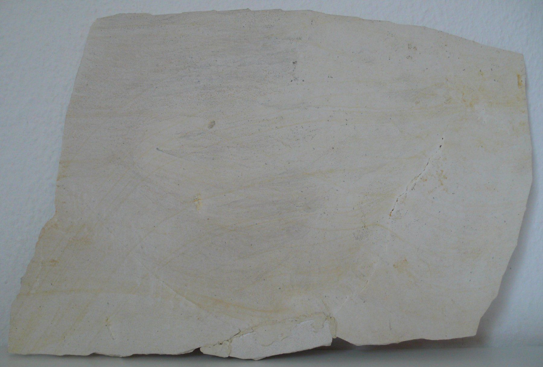 Fossili: Alge oder Farn, Pflanzen-Fossil Solnhofer Platten, selten – Usato da Birmenstorf AG venduto da tritonius 1