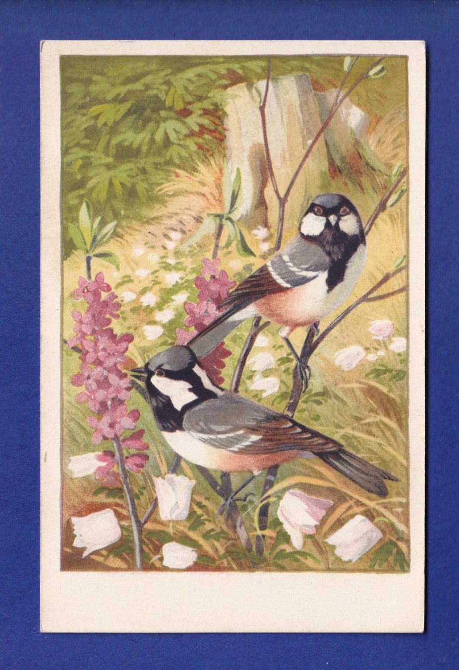 Cartes postales: OISEAU - Mésanges – D'occasion à Pully par nicecards-shop