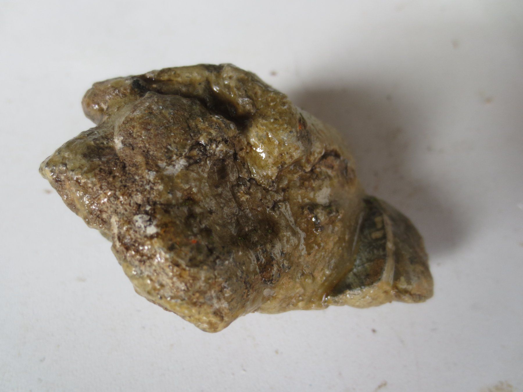 Minéraux & Lithothérapie: Fossil – Neuf (Voir description) à Weier im Emmental par waefler03 1