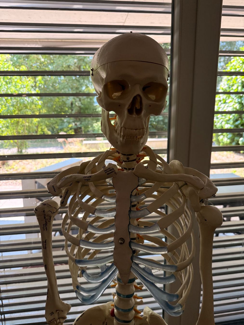 Figurines: Anatomie Skelett - Lebensgross – D'occasion à Anglikon par _stxphxnixbxll 1