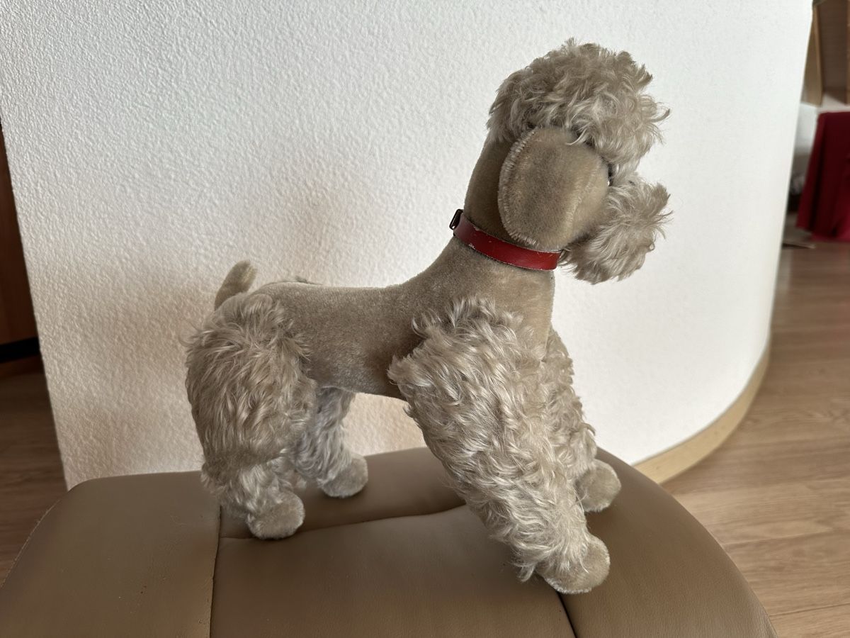 Steiff Giocattoli: Steiff Pudel 50s – Usato da Herbriggen venduto da Sehrazade 1