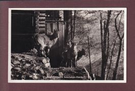 INTERLAKEN - Alpenwildpark