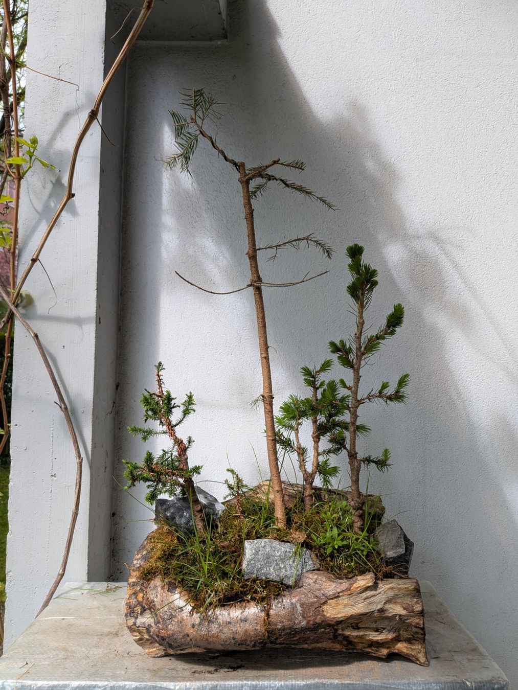 Piante & sementi: Bonsai-Wald – Usato da Bern venduto da Hydrom