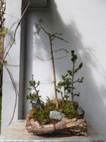 Bonsai-Wald