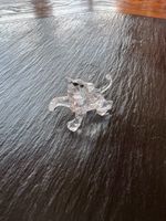 Swarovski-Hund