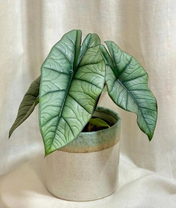 Piante & sementi: Alocasia Platinum cormi – Usato da Gravesano venduto da suc_8dhv 1