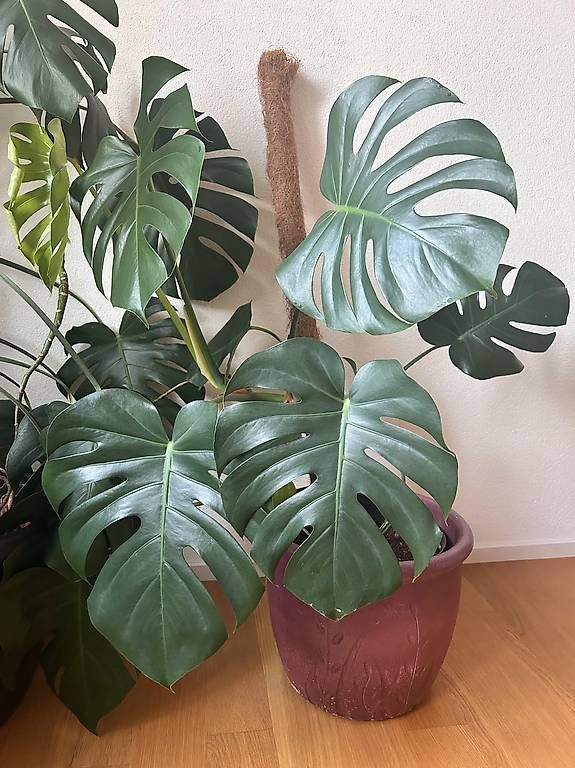 Plantes & graines: 120 cm Monsterra Pflanze  – D'occasion à Allschwil par ann_2t6s