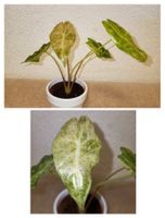 Alocasia Black Satun Stardust