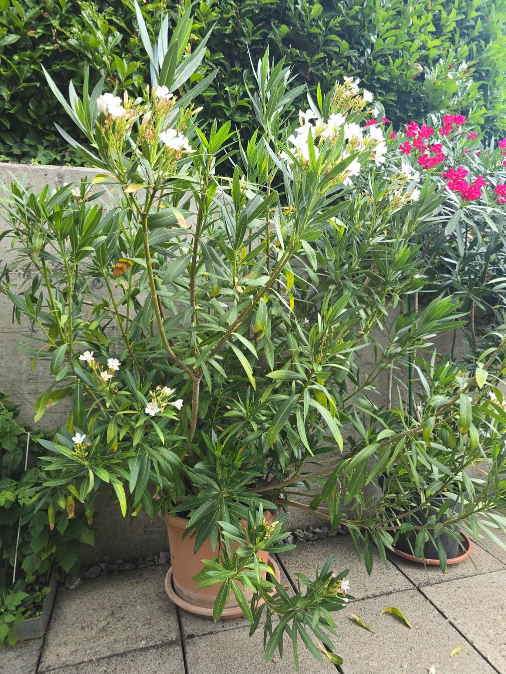 Piante & sementi: Gesunder Oleander ca. 180cm Hoch in Topf – Usato da Bremgarten AG venduto da outdoorlounge