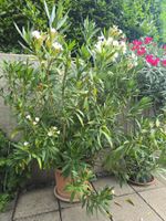 Gesunder Oleander ca. 180cm Hoch in Topf