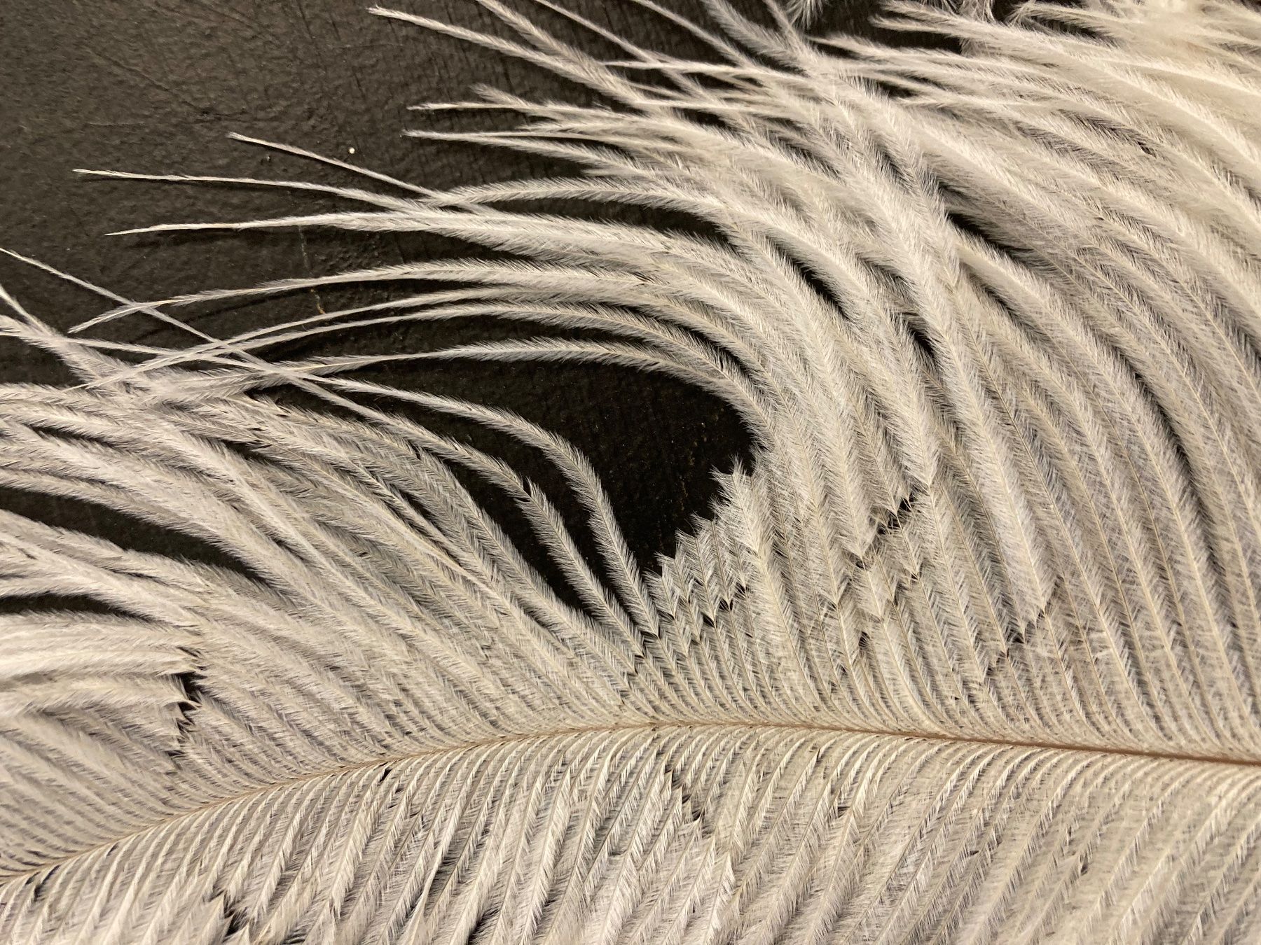 Welt der Tiere: 20 Straussenfedern – Gebraucht aus Grosswangen von arum01 2
