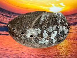 Abalone - Muschel