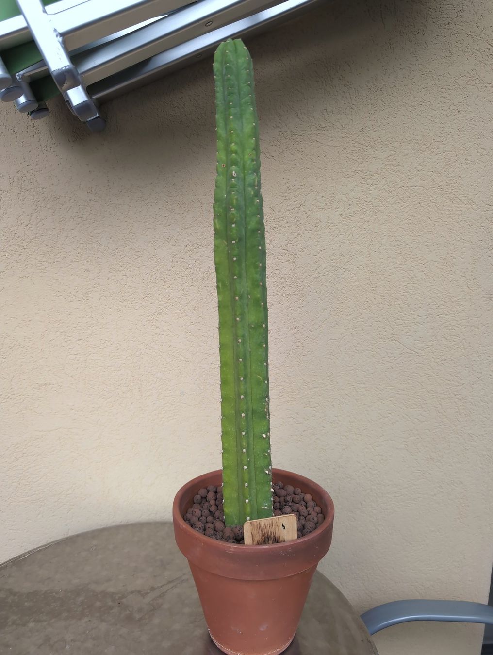 Piante & sementi: Echinopsis Pachanoi – Nuovo (secondo la descrizione) da Grolley venduto da eluveitie32 1