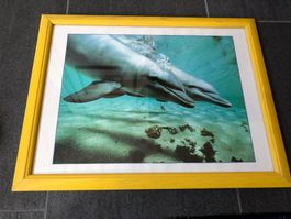 Delphin-Bild