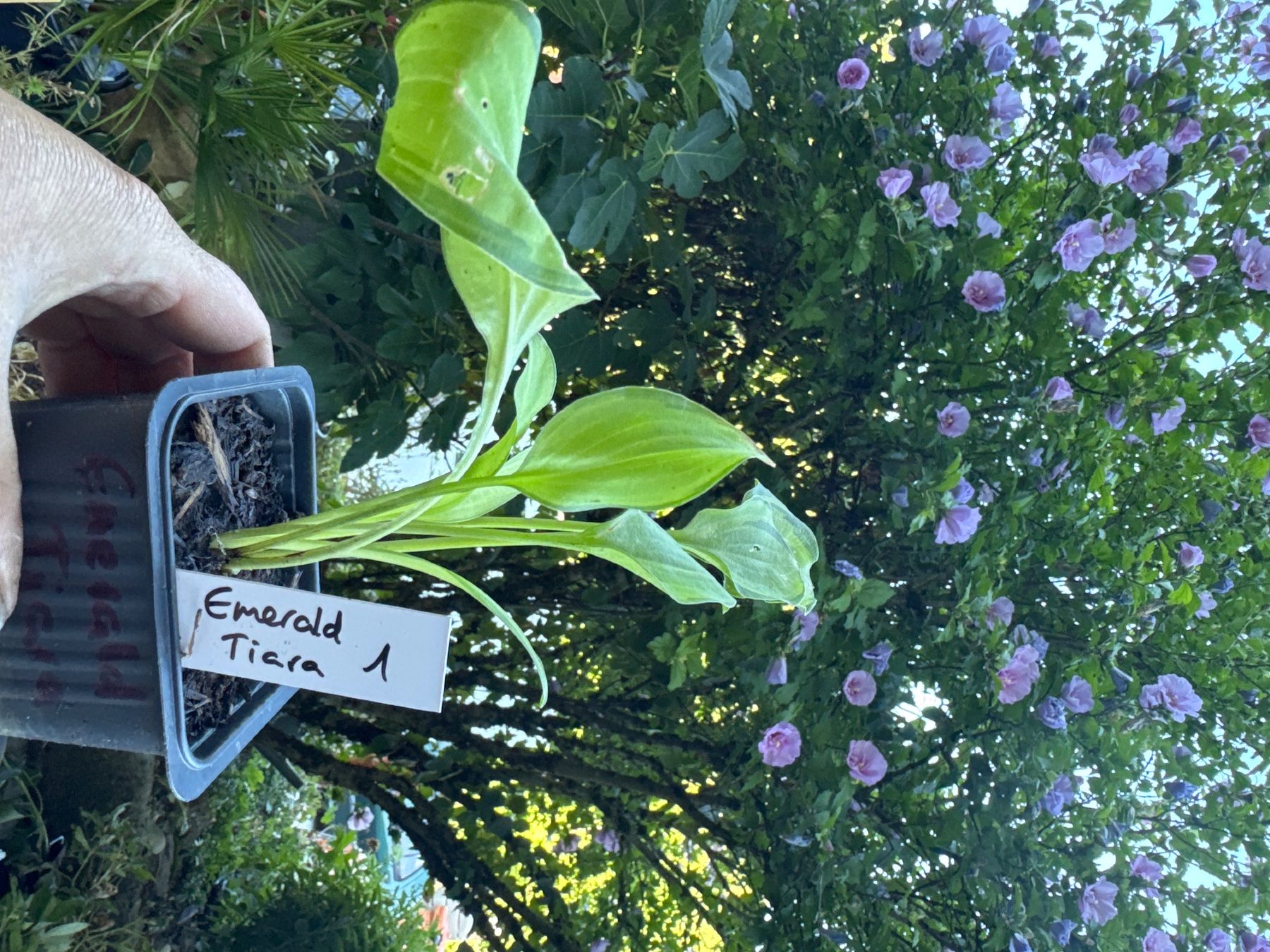 Pflanzen & Samen: Hosta emerald tiara 1 – Gebraucht aus Lajoux JU von Briard0