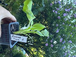 Hosta emerald tiara 1