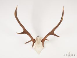 Hirsch Trophäe – Original Geweih Vintage