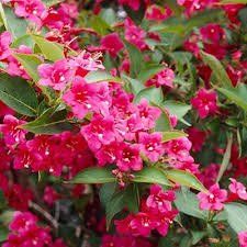 Piante & sementi: Weigelia Bristol Ruby 15-20cm – Nuovo (secondo la descrizione) da Bremblens venduto da FIBONACCI369 1
