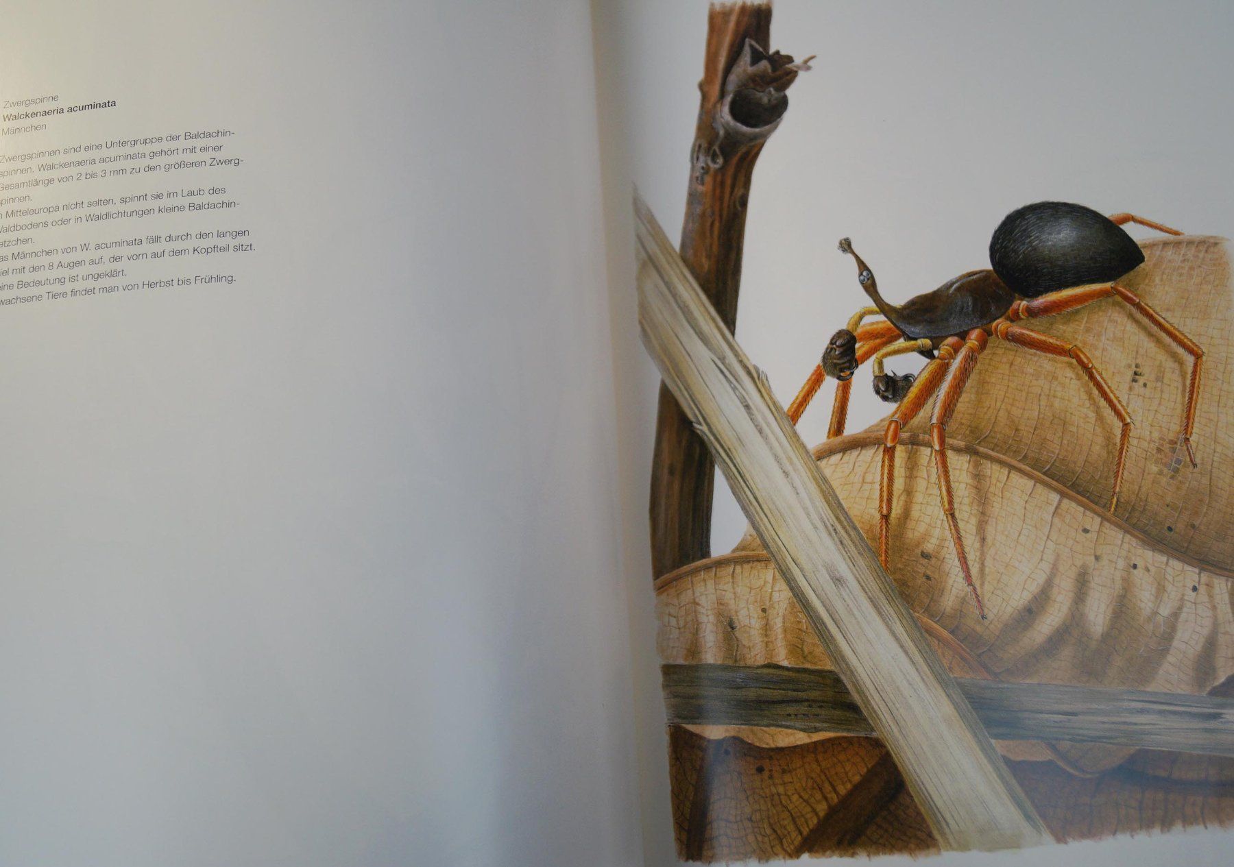 Bücher: Seltenes Spinnenbuch "Begegnungen mit der Spinne" Max Frei – Gebraucht aus Härkingen von sammelbecken 8