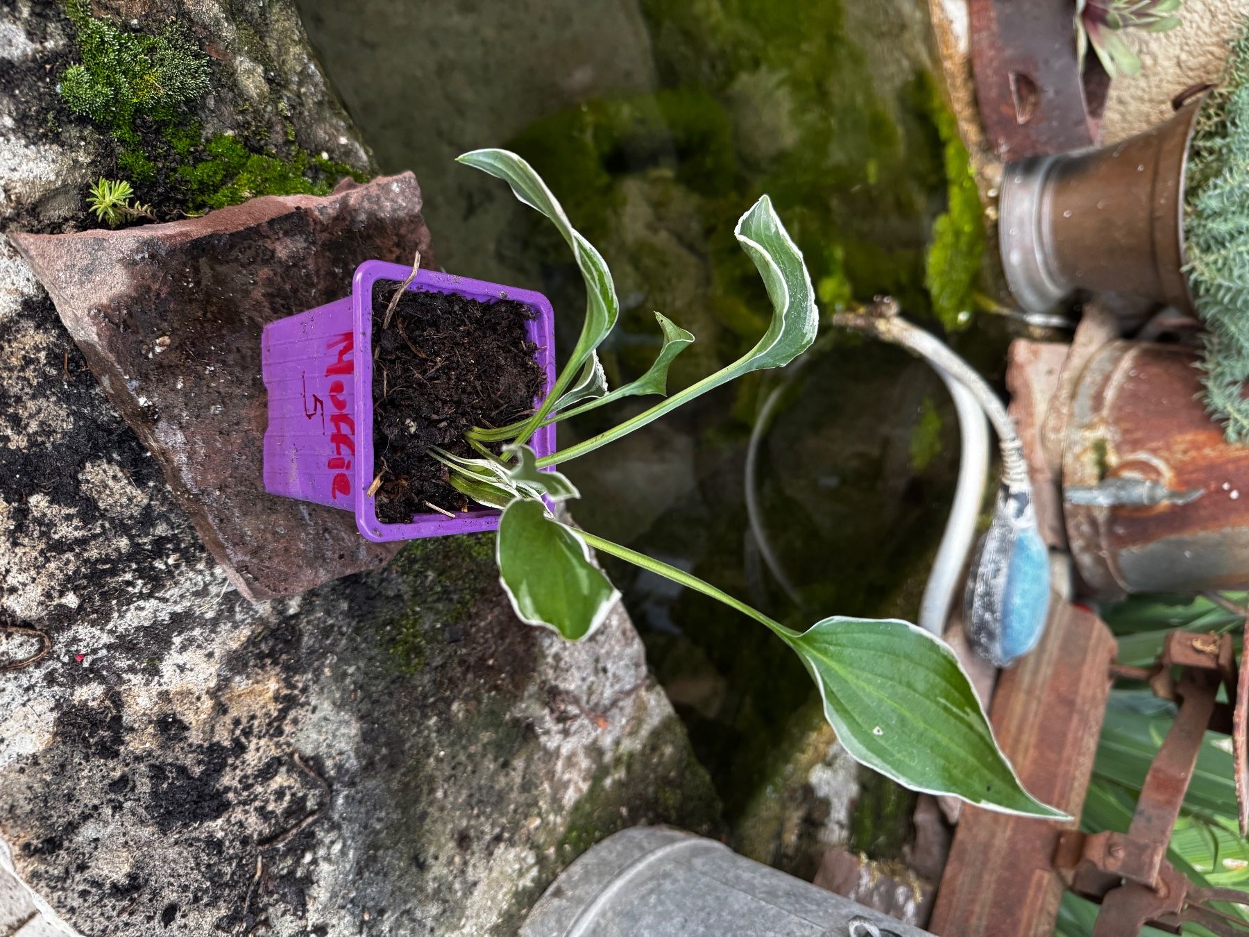 Plantes & graines: Hosta muffie – D'occasion à Lajoux JU par Briard0