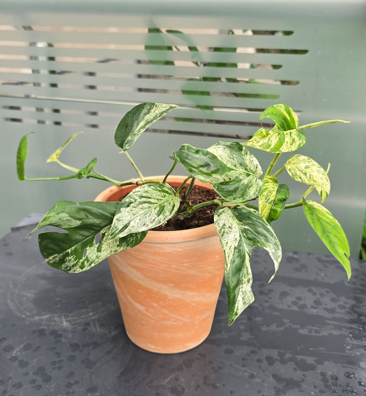 Piante & sementi: Epipremnum 'Marble' Variegata Inkl. Übertopf – Usato da Aarburg venduto da Glitzerschein