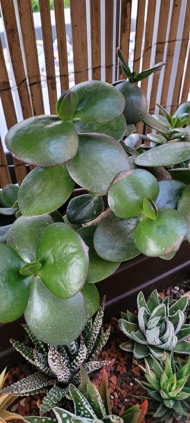 Plantes & graines: 'JUMBO' Geldbaum/ Crassula ovata – Neuf (Voir description) à Zürich par The_Plant_Wizard 3