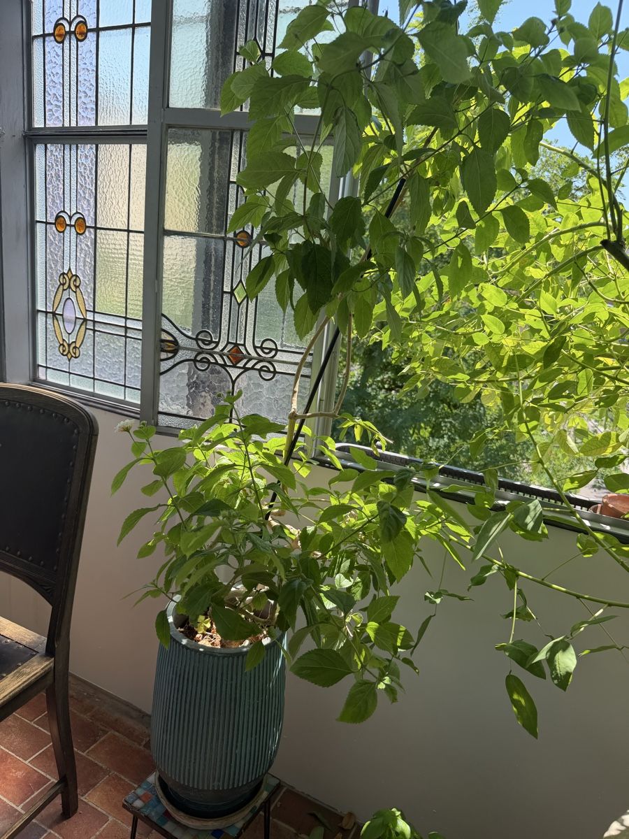 Piante & sementi: Lantana Pflanze im Topf Lambert – Usato da Zürich venduto da joyfulgrace 2