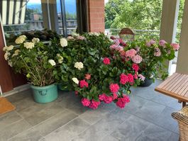 Hortensien-Set pink-weiss-rot im Topf 6 Stück