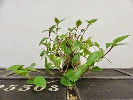 Dreimasterblume Tradescantia Fluminensis