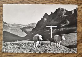 Auf Seeberg o. Zweisimmen, Stempel:W.Müller Stierenberg 1952