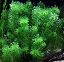 Aquarienpflanze Tropische Wasserpest - Egeria Densa