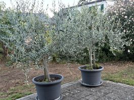 Olivenbaum