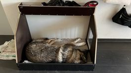 Hundebox für den Innenraum
