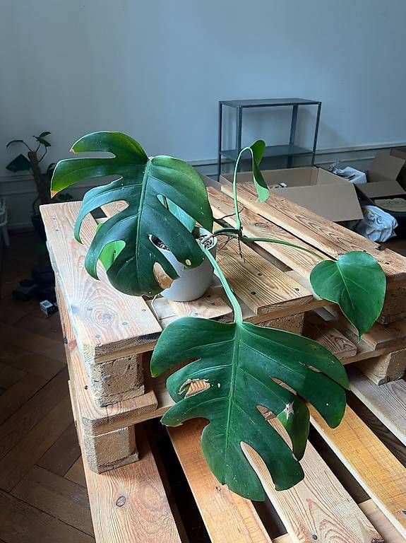 Piante & sementi: Monstera – Usato da Basel venduto da lin_z5zt 1