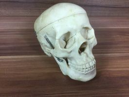 Gebrauchter Schädel aus Kunststoff zum öffnen