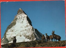 ZERMATT Steinwild - Bouquetins - Matterhorn