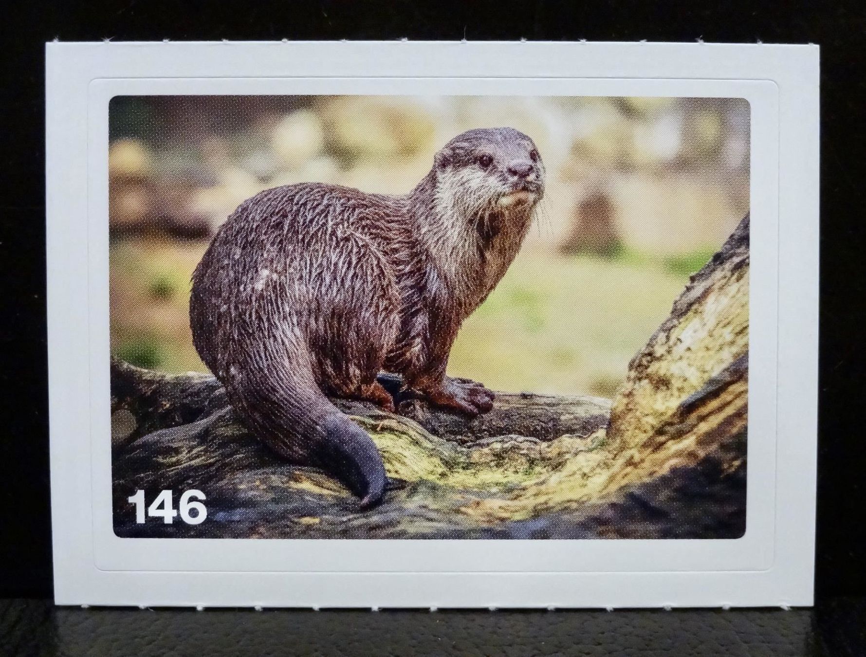 Migros Sammelbilder & Trading cards: MIGROS MANIA Nature Detectives Nr. 146 – Neu und originalverpackt aus Kerzers von zimmergruen