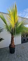 Winterharte Palme Washingtonia Robusta 10 Jahre alt