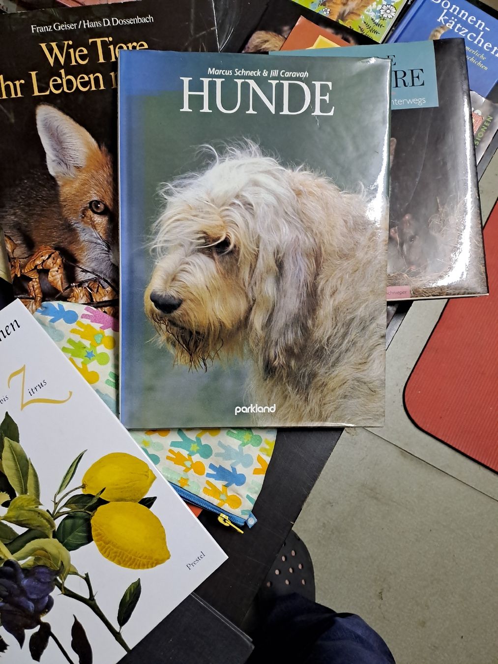 Libri: Hunde - Bildband von Marcus Schneck – Usato da Zürich venduto da Schoebi19 1