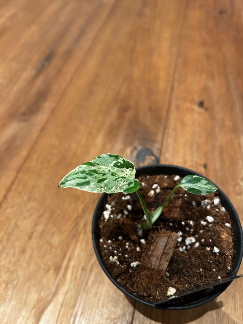 Piante & sementi: Monstera Bulbasur Zimmerpflanze – Usato da Wattwil venduto da Mikesplantshop 2