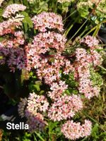 🐝Fette henne stella sedum🐝bienenweide 🐝