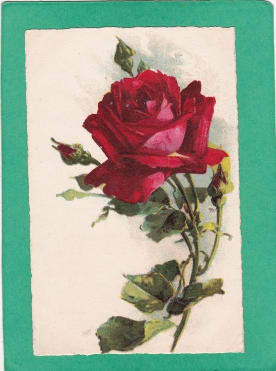 Kitsch Rose 1933 (Gebraucht) in Herisau für CHF 1 – mit Lieferung auf ...