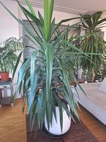 Yucca Palme schön, gleichmässiger Wuchs. Ein Blickfang