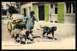AK Bern, Milchfuhrmann mit seinem Hundegespann, Un laitier b